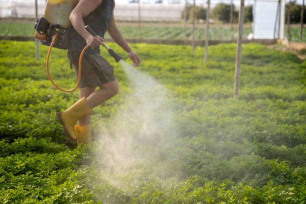 Best Pest Removal Services  in Groesbeck, TX