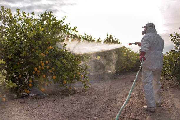Best Wasp Removal Services  in Groesbeck, TX