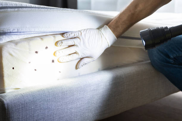 Best Emergency Pest Control  in Groesbeck, TX
