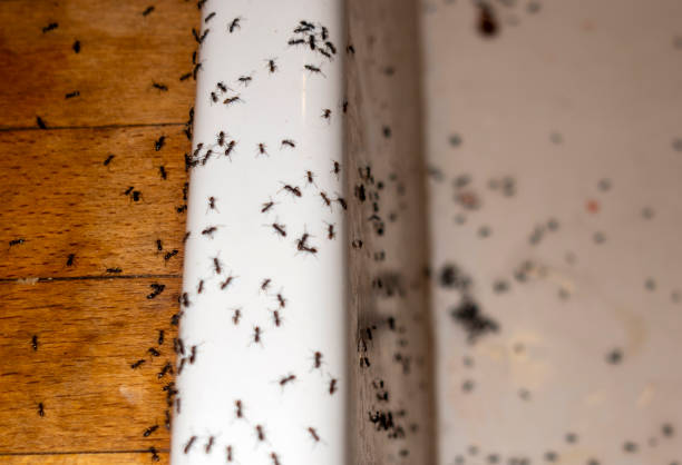 Best Commercial Pest Control Services  in Groesbeck, TX